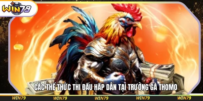 Các thể thức thi đấu hấp dẫn tại trường gà Thomo