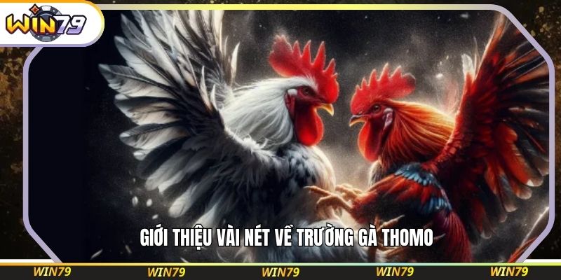 Giới thiệu vài nét về trường gà Thomo