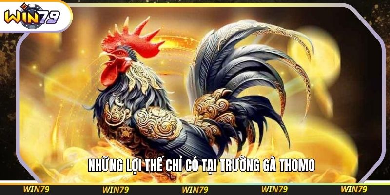 Những lợi thế chỉ có tại trường gà Thomo