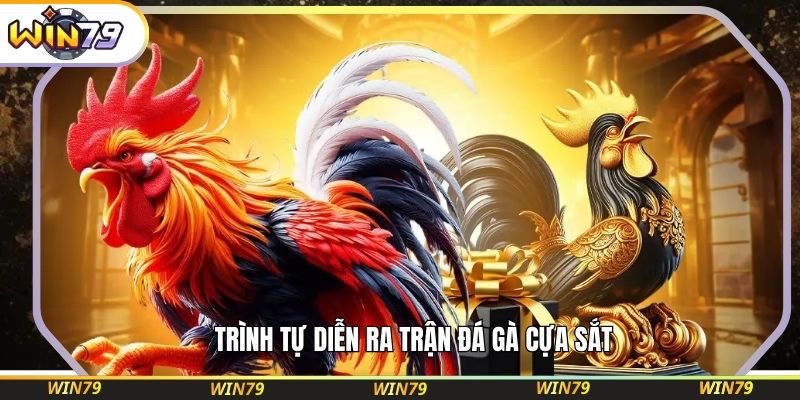 Trình tự diễn ra trận đá gà cựa sắt